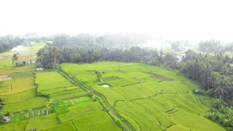 Una-Densa-Niebla-Sobre-Exuberantes-Campos-De-Arroz-Verdes-En-Bali,-Indonesia