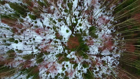 Aerial-top-down-shot-over-leafless-trees-on-a-cold-winter-day-with-snow-covered-forest-floor