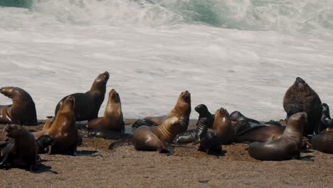 South-American-Sea-Lion-Colony-With-Harem-And-Offspring-At-Peninsula-Valdes-In-Argentina