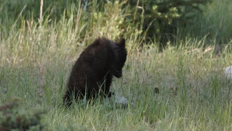 Ein-Kleines,-Flauschiges-Grizzlybärbaby-Erkundet-Sanft-Seine-Umgebung-Auf-Einer-Graswiese