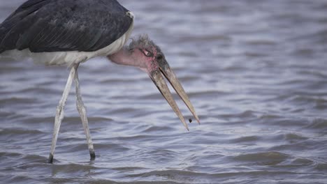 Una-Cigüeña-Marabú-Toma-Un-Sorbo-De-Un-Lago-Temprano-En-La-Mañana-En-África