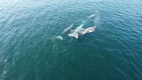 Grauwale-Im-Blauen-Wasser-Von-Baja-California-Sur,-Mexiko,-Luftaufnahme