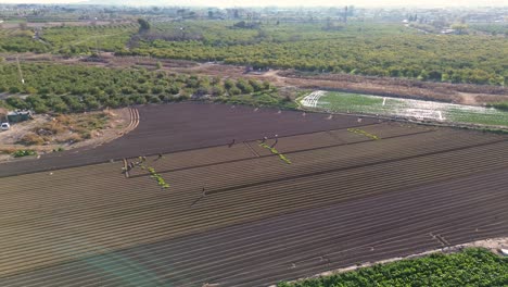 Planting-lettuce-vegetable-in-agricultural-field