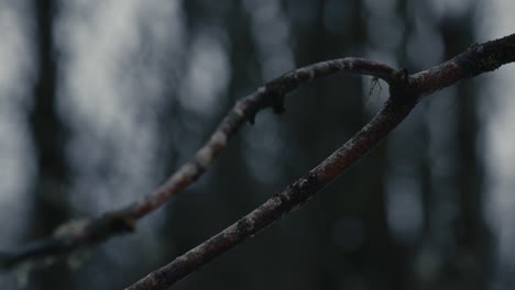 Branch-in-evening-light-in-winter-with-white-snow-and-trees-blurred-behind