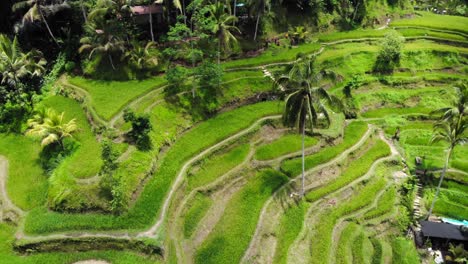 Green-and-lush-rice-fields-of-Tegallalang-on-Bali-island,-Indonesia