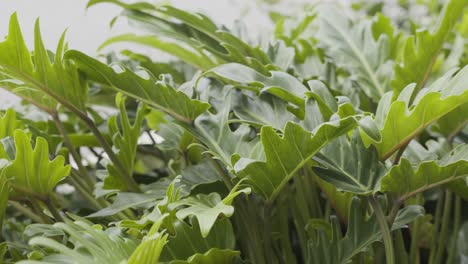 Tranquil-Slow-Motion:-Lush-Split-Leaf-Philodendron-Swaying-in-Breeze