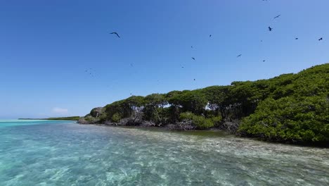 Kristallklares-Wasser-Mit-Mangrovenbäumen-Und-Fliegenden-Vögeln-Bei-Los-Roques,-Lebendige-Tagesszene