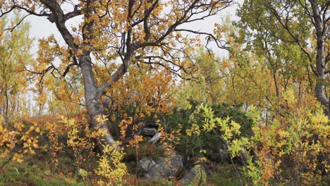 Buntes-Herbstlaub-Auf-Den-Bäumen-In-Der-Herbsttundra