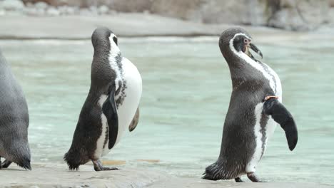 Mid-shot-penguins-in-zoo-scratcing-themselves