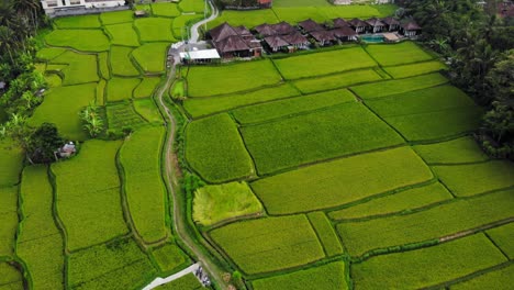 scenic-rice-fields-and-small-traditional-Balinese-huts-nestled-amidst-the-rice-paddies,-showcasing-the-idyllic-rural-landscape-of-Bali,-Indonesia