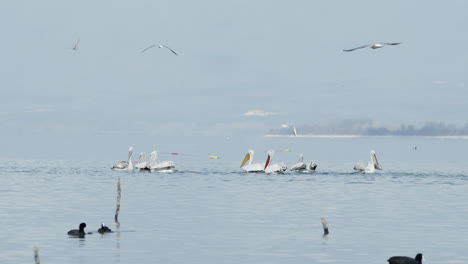 a-brief-of-Dalmatian-Pelicans-swim-in-slow-motion-lake-kerkini-Greece
