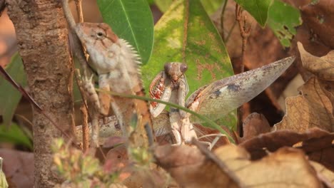 Mantis-hunting-on-lizard-.