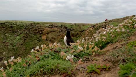 Stunning-4K-footage-of-Puffin-in-their-natural-habitat---Salt-Island---Wexford---Ireland