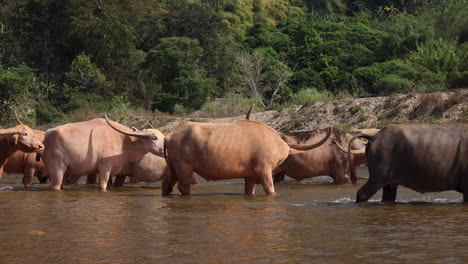 Albino-buffalo-herd-with-large-horns-crossing-river-in-Chiang-Mai,-Thailand