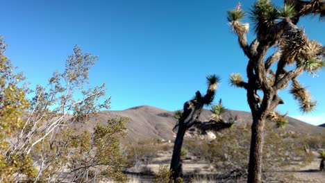 Joshua-Trees-En-El-Parque-Nacional-Joshua-Tree-Con-Vídeo-Panorámico-De-Derecha-A-Izquierda