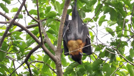 El-Zorro-Volador-De-Lyle-En-Un-árbol.