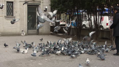 Flock-of-Pigeons-Fights-for-Food