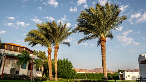 Three-tall-palm-trees-in-front-of-a-white-building,-A-sunny-location-with-a-blue-sky-with-a-few-clouds-captured-in-a-medium-shot