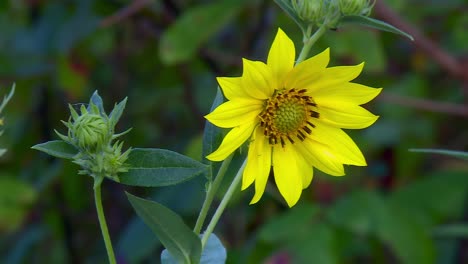 Bearded-Beggartick-Flower-And-Buds-At-Blackwater-National-Wildlife-Refuge,-In-Maryland,-USA