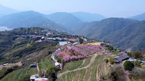 Exuberante-Pueblo-En-La-Ladera-Con-Flores-De-Cerezo-En-Flor-Y-Campos-En-Terrazas,-Día-Soleado,-Vista-Aérea