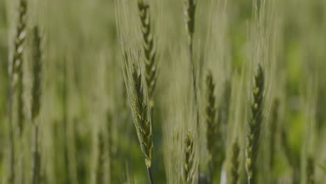 A-hand-held-focus-shift-extreme-close-up-shot-of-wheat-strands-swaying-in-wind-on-a-sunny-day
