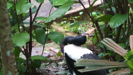 Large-wading-bird,-saddle-billed-stork-preening-its-plumage-by-rubbing-its-head-against-the-body-in-wildlife-zoo-enclosure,-close-up-shot