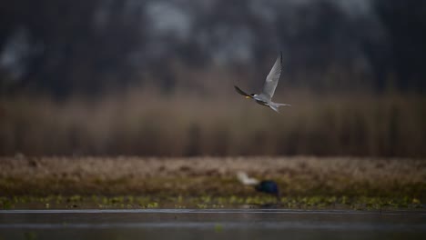 The-River-tern-Shaking-her-body-to-dry-after-diving