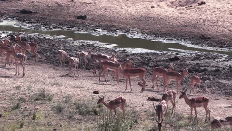 Impala-antelope-and-warthog-at-a-water-hole-during-the-heat-of-the-day,-Kruger-National-Park,-South-Africa