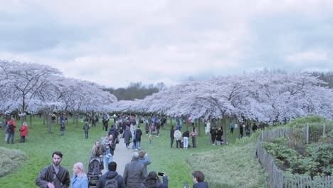 Many-visitors-want-to-see-the-flowering-trees-in-Cherry-blossoms-park-in-Amsterdamse-Bos,-Amstelveen