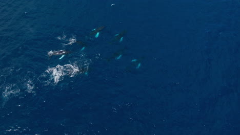Wide-aerial-birdseye-view-of-a-pod-of-humpback-whales-leisurely-swimming-below-the-surface-and-occasionally-blowing
