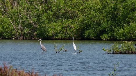 Grey-Heron-Ardea-cinerea-facing-to-the-left-and-a-Great-Egret-Ardea-alba-on-the-right,-Thailand