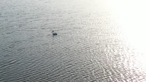 Luftaufnahme-Einer-Drohne-Vor-Mir,-Wo-Die-Sonnenstrahlen-Auf-Das-Wasser-Scheinen-Und-Ein-Großer-Vogel-Schwimmt