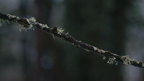 Zweig-Mit-Flechten,-Die-Sanft-Im-Wind-Wehen