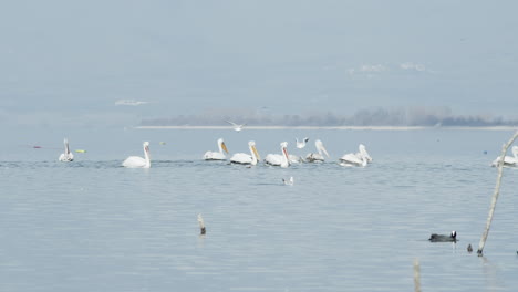 Pelícanos-Dálmatas-Nadan-En-Cámara-Lenta-Lago-Kerkini-Grecia