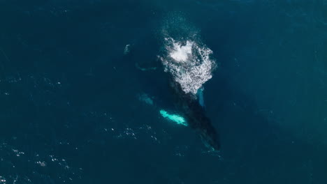 Humpback-whale-mother-and-calf-swim-on-surface-of-clear-blue-ocean-water-playing-breaching-and-gliding-in-water