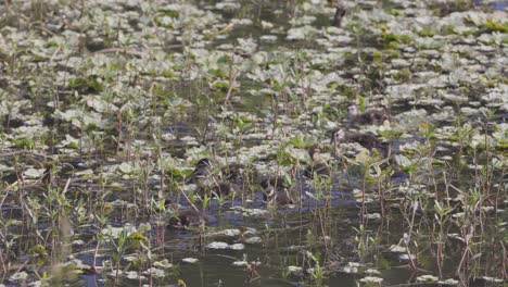 Baby-Wood-ducklings-foraging-and-swimming-through-vegetation-in-wetland-during-spring-time