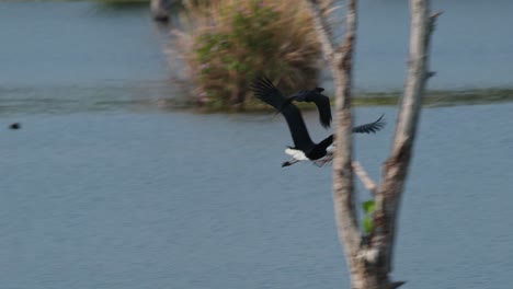 Flying-towards-the-right-with-some-nesting-materials-as-a-crown-leads-forward,-Asian-Woolly-necked-Stork-Ciconia-episcopus,-Near-Threatened,-Thailand