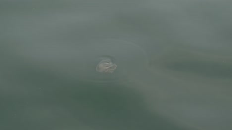 Jellyfish-moving-slowly-on-the-surface-of-the-sea-near-the-coast-of-Dubai,-United-Arab-Emirates