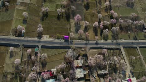 Aerial-view-of-blossom-season-in-Skardu,-Pakistan-during-afternoon