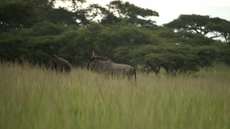 Gnus-Laufen-Durch-Das-Hohe-Gras