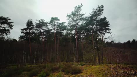 Kiefern-In-Der-Kalten,-Dunklen-Winterwildnis-Im-Niederländischen-Nationalpark-Maasduinen