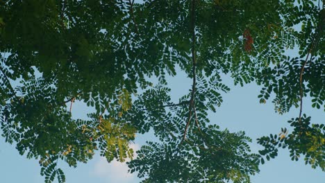 Lush-green-foliage-against-a-clear-blue-sky-in-Arauca,-Colombia,-tranquil-nature-scene