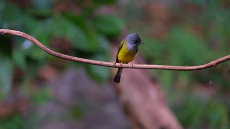 Seen-from-its-back-looking-around-frantically-and-hops-around-to-face-the-camera,-Grey-headed-Canary-flycatcher-Culicicapa-ceylonensis,-Thailand