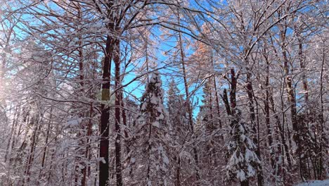 Camera-panning-to-bright-sun-that-is-shining-through-snowy-forest