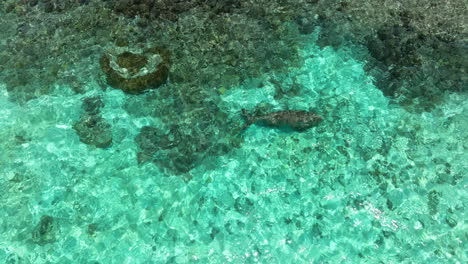 Aerial-View-Of-A-Sea-Cow-Swimming-On-Clear-Waters-Of-Moso-Island-In-North-Efate,-Vanuatu