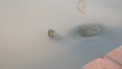 Vista-Lateral-De-La-Tortuga-Silvestre-Con-La-Cabeza-Fuera-Del-Agua-Y-El-Caparazón-En-Un-Estanque-Turbio