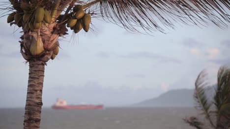 Palmera-Tropical-Movida-Por-La-Suave-Brisa-Del-Verano-En-La-Playa-Con-Un-Barco-De-Carga-A-Distancia-En-El-Fondo-Navegando-Por-El-Agua-Del-Océano