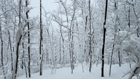 Gefrorener-Wald,-Malerischer-Hintergrund,-Wundervolle-Winterlandschaft-Auf-Dem-Land,-Hyrkanische-Wälder,-Ländliches-Naturleben,-Epische-Reisen,-Geschmack-Der-Einheimischen-Bevölkerung,-Essen,-Trekkingtour,-Wanderabenteuer-Bei-Starkem-Schneefall