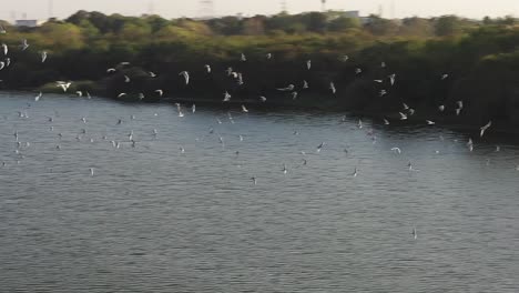 Aerial-drone-view-of-many-birds-flying-over-the-big-lake-and-waves-coming-in-the-water-inside-the-lake