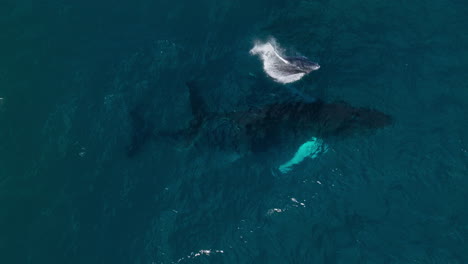 Top-down-aerial-of-adult-humpback-whales-swimming-next-to-its-calf